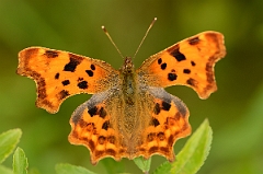 David Plant Photography - Wildlife Photography - Comma - B
